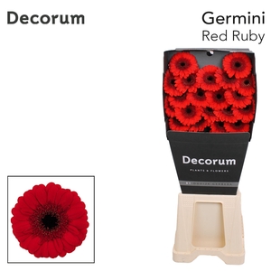 Germini Red Ruby Diamond