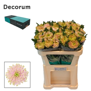 Chr G Rossano Charlotte