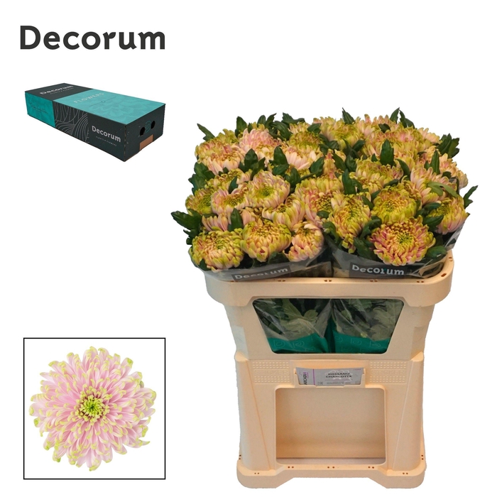 <h4>Chr G Rossano Charlotte</h4>