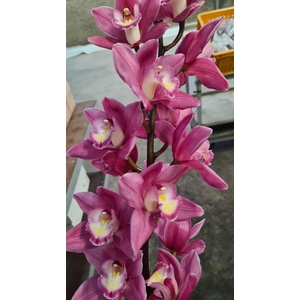 CYMB T BD ROSANNA 60 CM