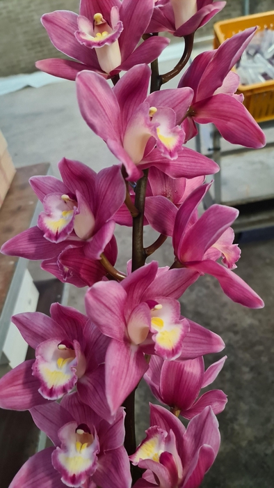 <h4>CYMB T BD ROSANNA 60 CM</h4>