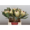 Protea Barbigera Ice Queen Air