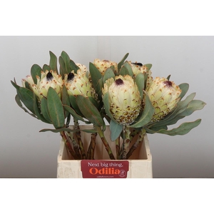 Protea Barbigera Ice Queen Air