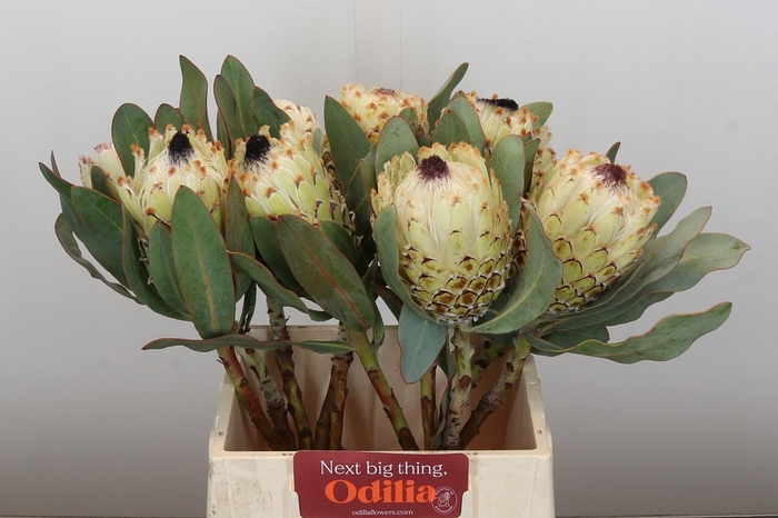 <h4>Protea Barbigera Ice Queen Air</h4>
