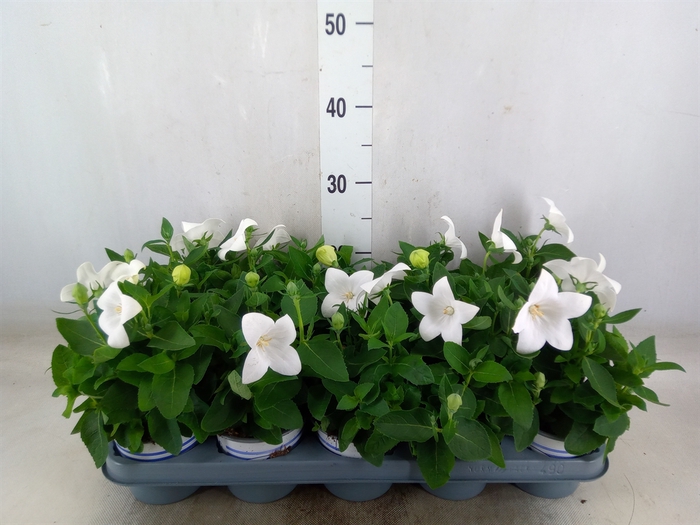 <h4>Platycodon grand. 'Pop Star White'</h4>