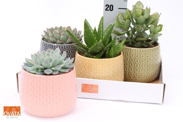 <h4>SUCC GEM 4 SRT</h4>