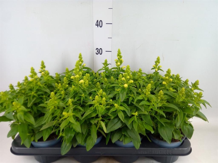 <h4>Antirrhinum majus   ...</h4>