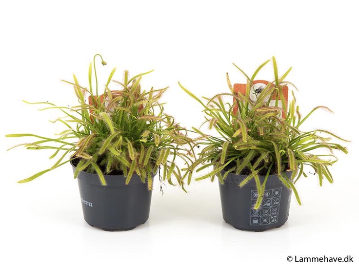 <h4>DROSERA CAPENSIS P9 NR 125</h4>