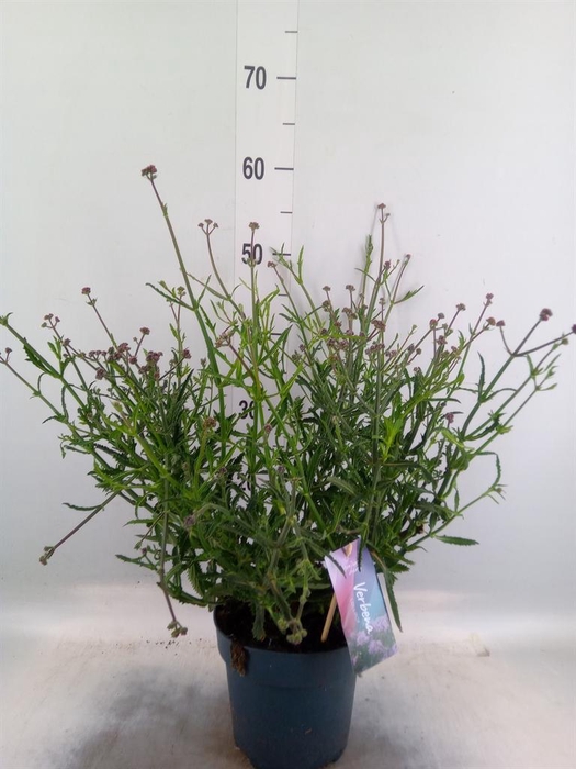 <h4>Verbena bonariensis</h4>