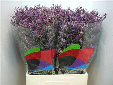 <h4>Lim Saf Dark Blue</h4>