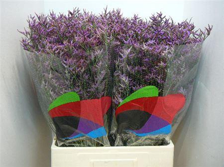 <h4>Lim Saf Dark Blue</h4>