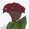Celosia clubs fire
