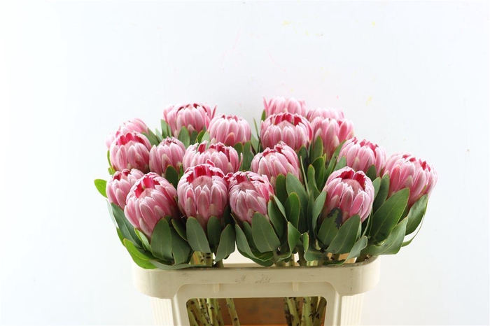 <h4>Protea Carnival Too</h4>