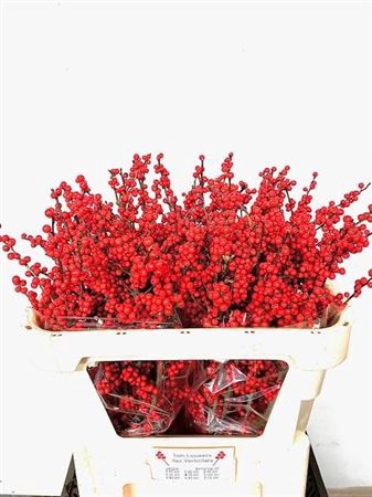 <h4>Ilex Mag Supreme Red</h4>