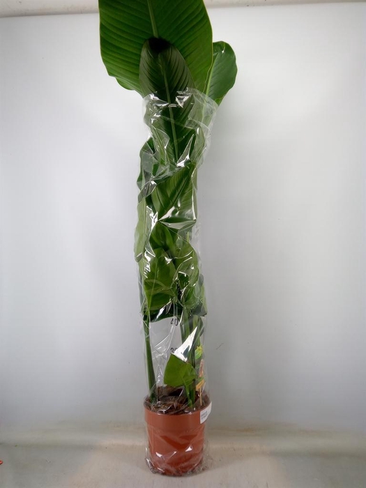 <h4>Strelitzia nicolai</h4>