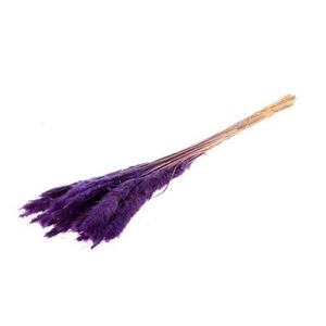 Bunch Fluffy Pampas Slv 70g L75