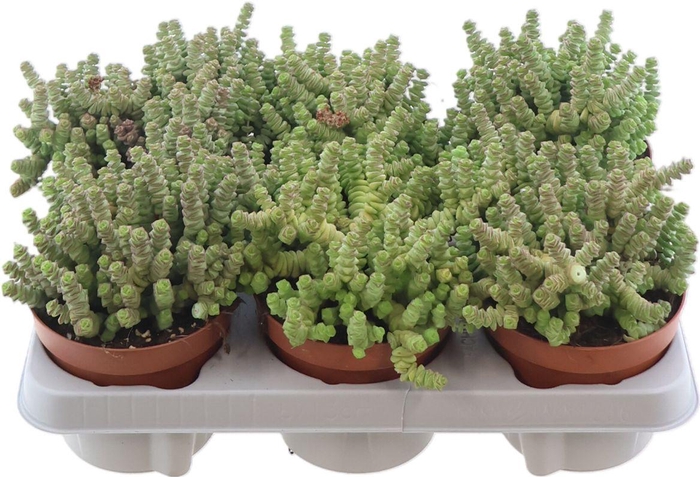 <h4>Crass Marneriana</h4>