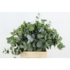 EUC CINEREA 200GR SHORT