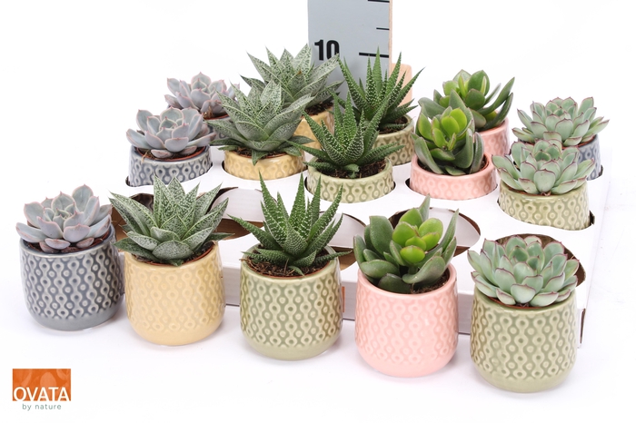 <h4>SUCC GEM 5 SRT</h4>