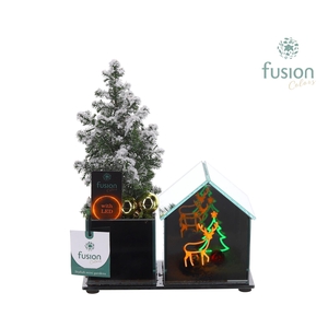 Glazen Huis LED planter met Chamaecyparis