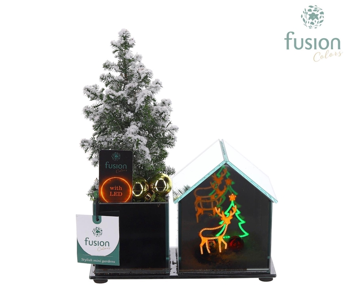 <h4>Glazen Huis LED planter met Chamaecyparis</h4>