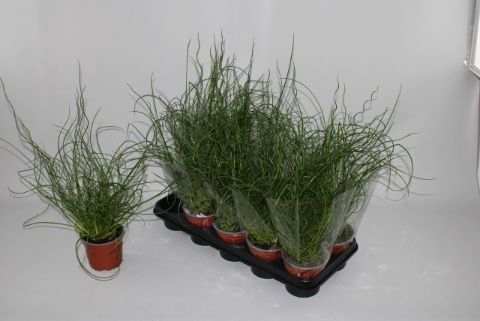 <h4>JUNCUS EF SPIRALIS</h4>