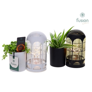 LED Lichtbal Vogels glazen planter met Groenen planten