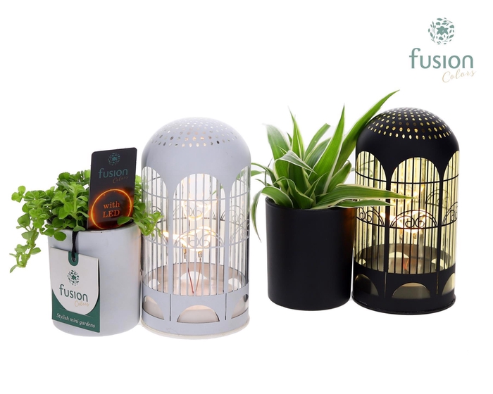 <h4>LED Lichtbal Vogels glazen planter met Groenen planten</h4>