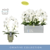 Phalaenopsis wit meer takken