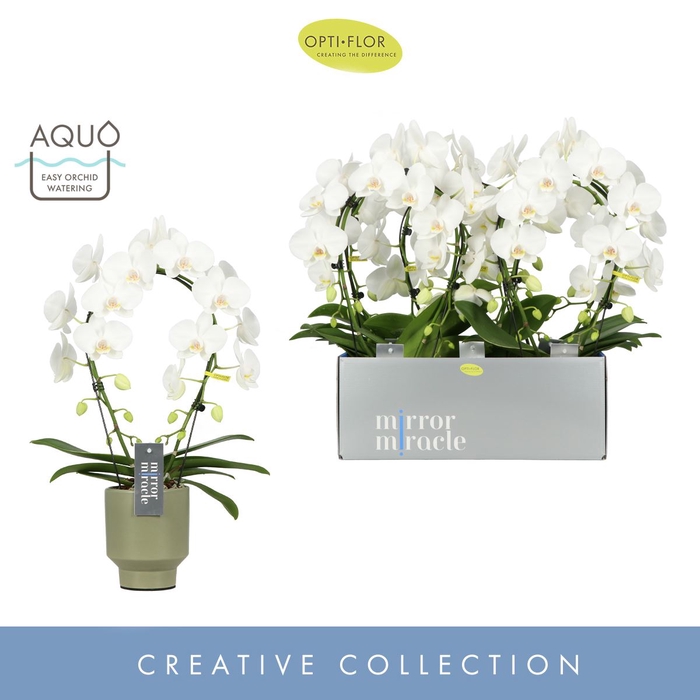 Phalaenopsis wit meer takken