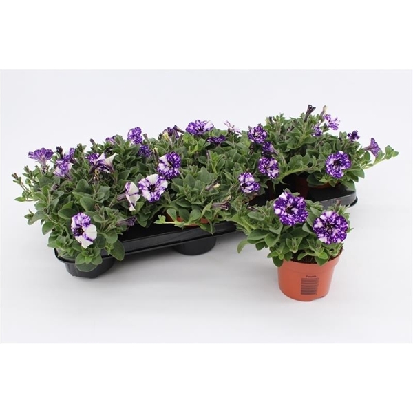 <h4>Petunia Night Sky</h4>