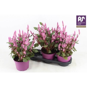 CEL WILD PINK