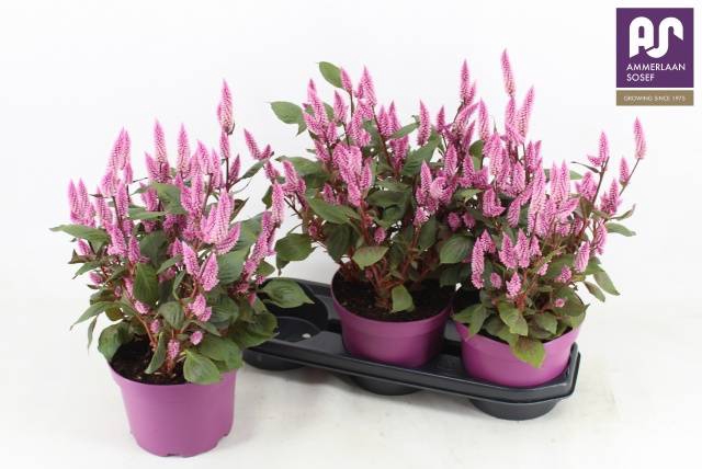 <h4>CEL WILD PINK</h4>