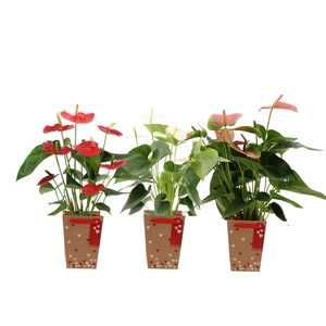 Anthurium 14 cm 3 color mix in heart bag