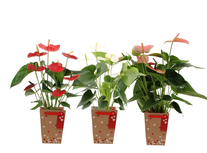 <h4>Anthurium 14 cm 3 color mix in heart bag</h4>