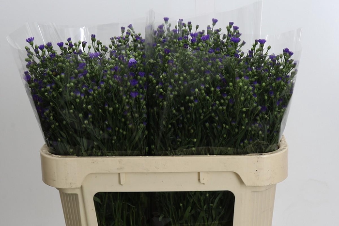 <h4>Aster Casamare</h4>