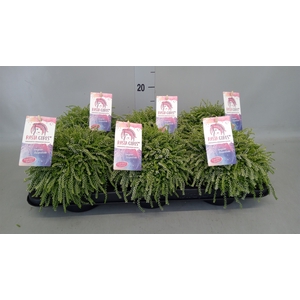 Calluna vulg. 'Garden G Rasta Girl'