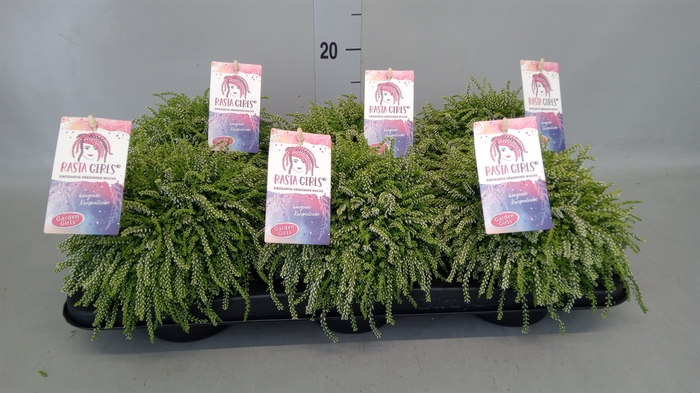 <h4>Calluna vulg. 'Garden G Rasta Girl'</h4>