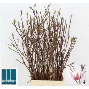 T Magnolia Grandiflora