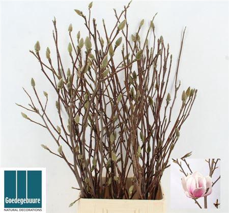 <h4>T Magnolia Grandiflora</h4>