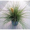 Cortaderia selloana Tiny Pampa