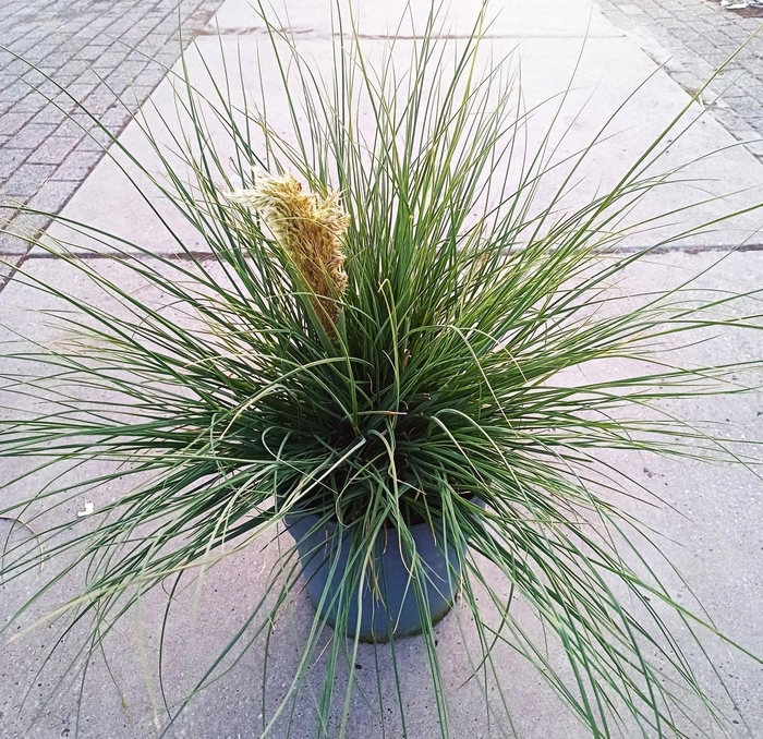 Cortaderia selloana Tiny Pampa