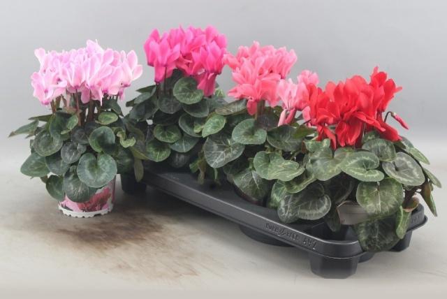 <h4>CYCL GR SUP XL</h4>