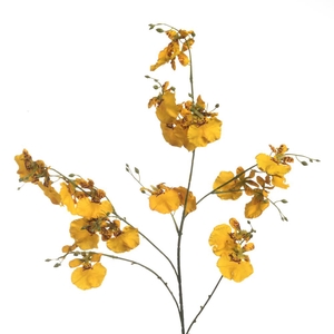 Af Orchid Oncidium 91cm Yellow