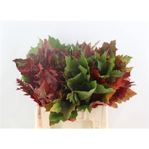 Querc Rubra Doorgekleurd 60 Cm