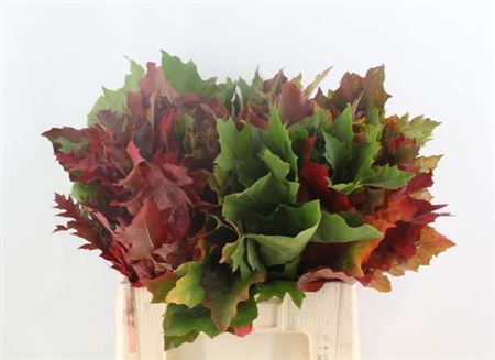 <h4>Querc Rubra Doorgekleurd 60 Cm</h4>