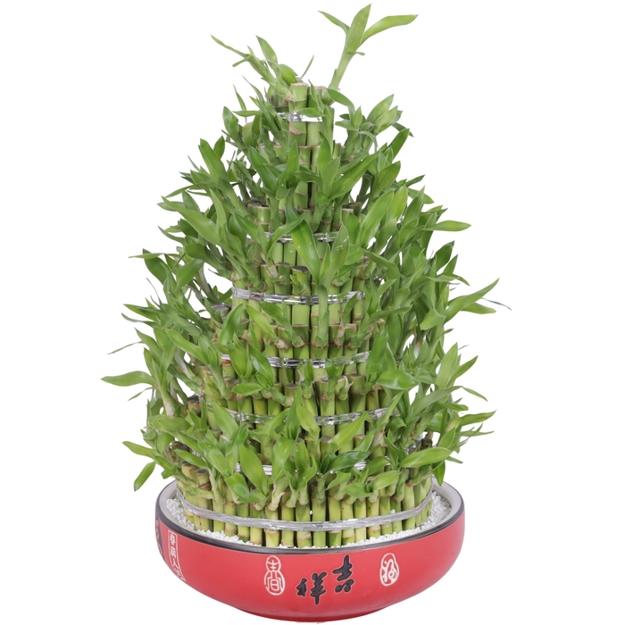 <h4>Lucky Bamboo Round 8 Big in ø25cm Ceramic</h4>