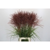 Miscanthus Rotfeder