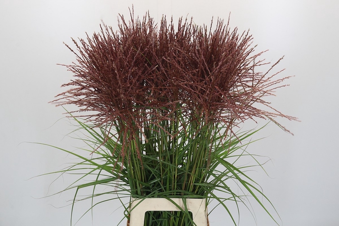 <h4>Miscanthus Rotfeder</h4>