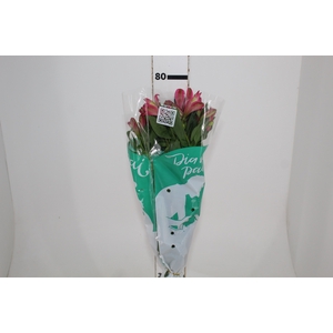 ALSTROEMERIA OVATION 080 CM